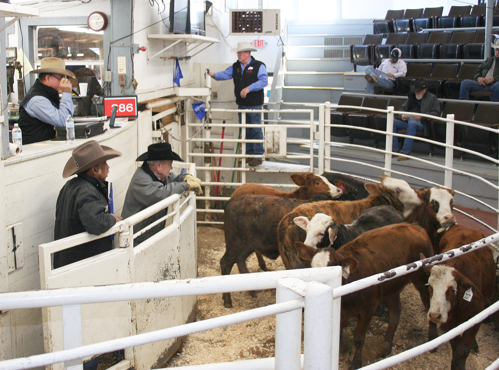Cold Weather Doesn’t Stop NETBIO’s January Pre-conditioned Calf and Yearling Sale