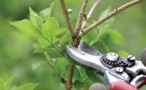 Plan Approach to Pruning by Dr. Mario A. Villarino, County Extension Agent for Agriculture and Natural Resources