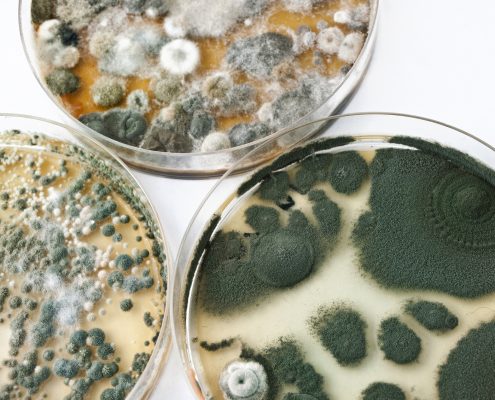 Mold: An Indoor Air Pollutant by Johanna Hicks, Family & Community Health Agent
