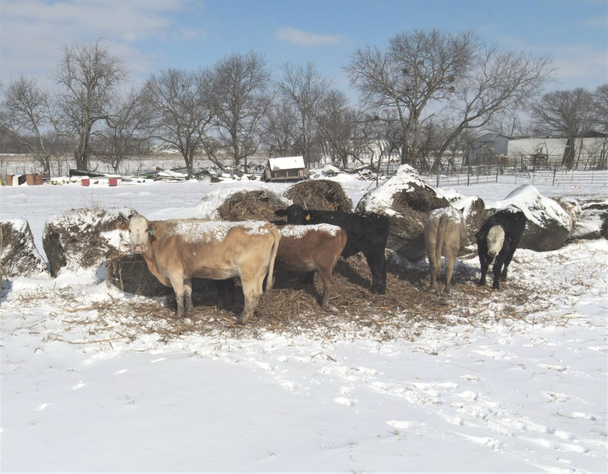 Livestock Indemnity Program Available to Help Farmers and Ranchers Who Have Animal Death Losses Due to Winter Storm