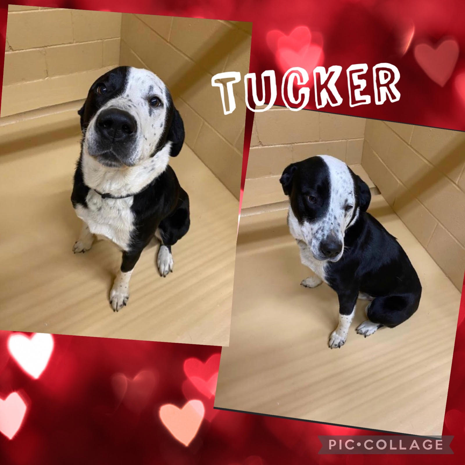 Sulphur Springs Animal Shelter Pet of the Week: Meet Tucker!