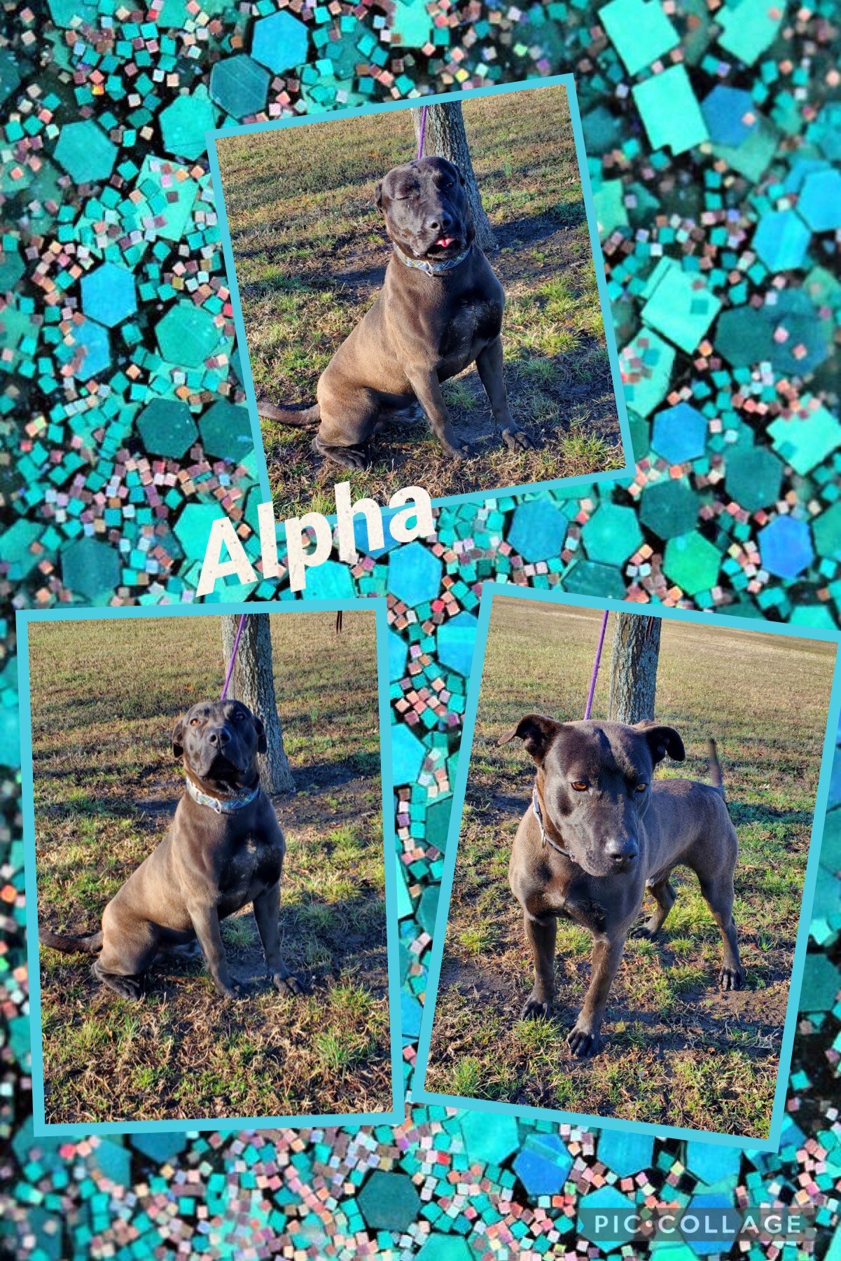 Sulphur Springs Animal Shelter Pet of the Week: Meet Alpha!