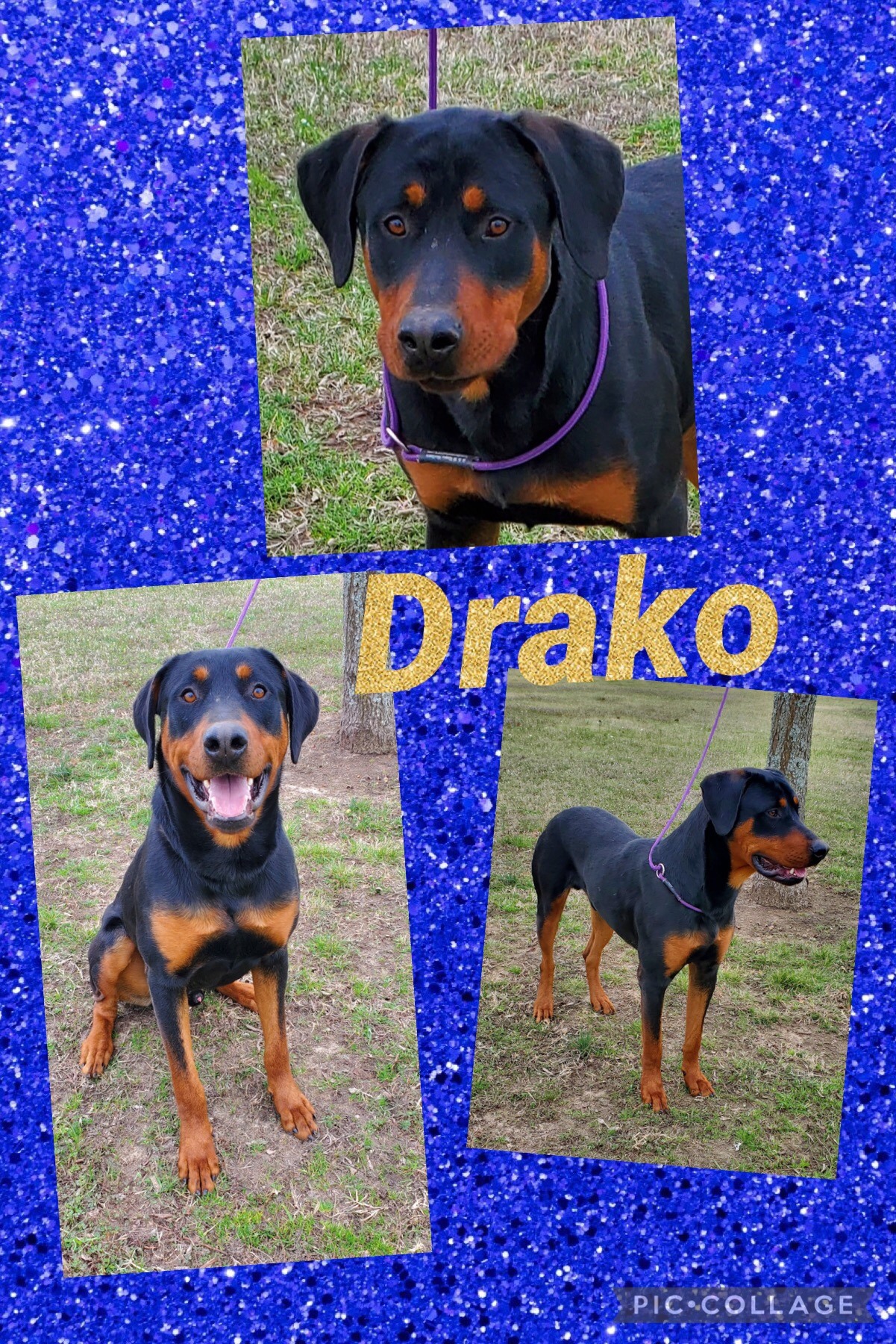 Sulphur Springs Animal Shelter Pet of the Week: Meet Drako!