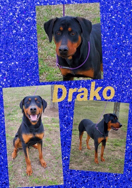 Sulphur Springs Animal Shelter Pet of the Week: Meet Drako!