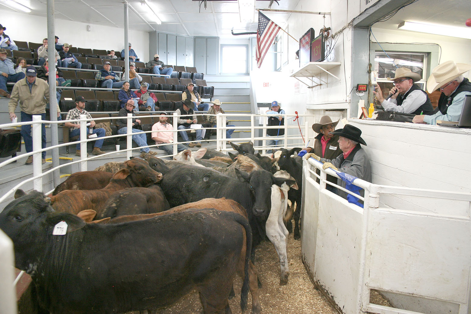 4,244 head of pre-conditioned calves and yearlings sold at NETBIO’s March 19th sale