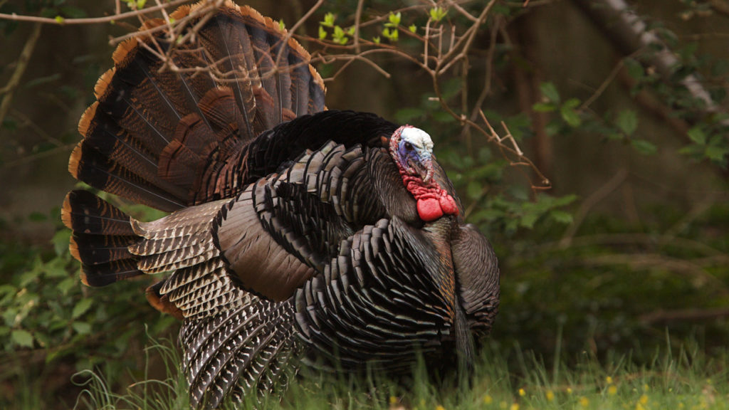 Promising Spring Season On The Horizon For Texas Turkey Hunters