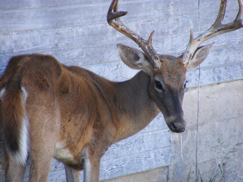 Chronic Wasting Disease Discovered at Deer Breeding Facilities in Hunt and Uvalde Counties