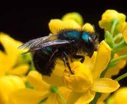 What’s all the Buzz? by Phyllis Kitten, Hopkins County Master Gardener