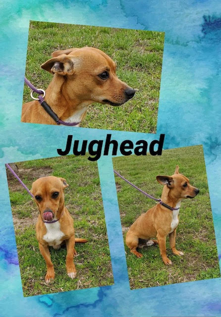 Sulphur Springs Animal Shelter Pet of the Week: Meet Jughead