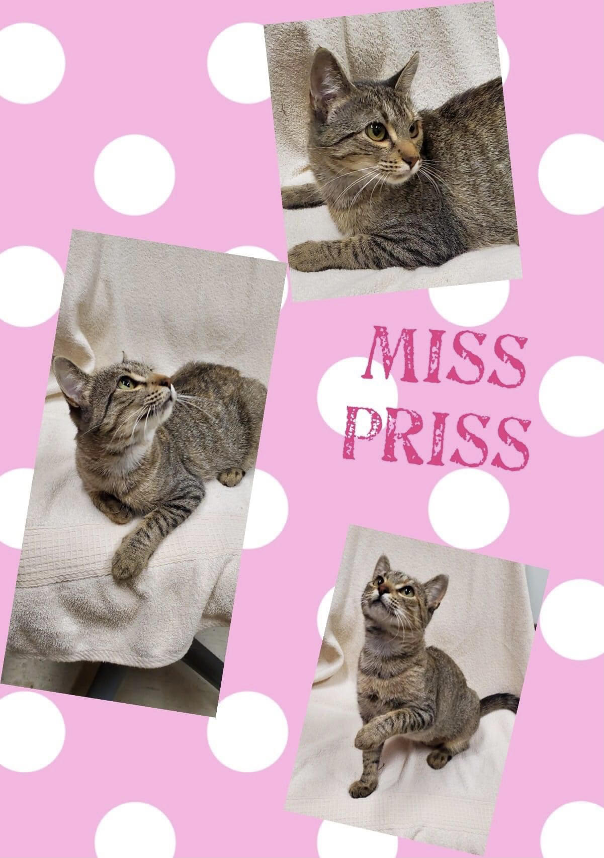 Sulphur Springs Animal Shelter Pet of the Week: Meet Miss Priss!
