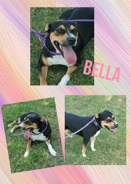 Sulphur Springs Animal Shelter Pet of the Week: Meet Bella!