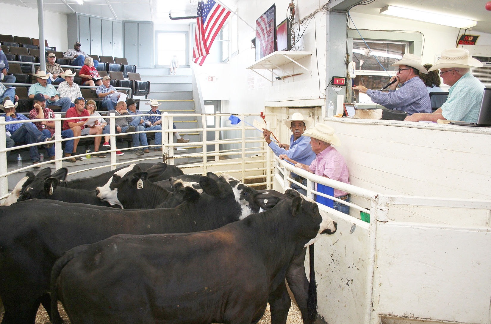 Nearly 5,000 head of cattle sold at July NETBIO sale