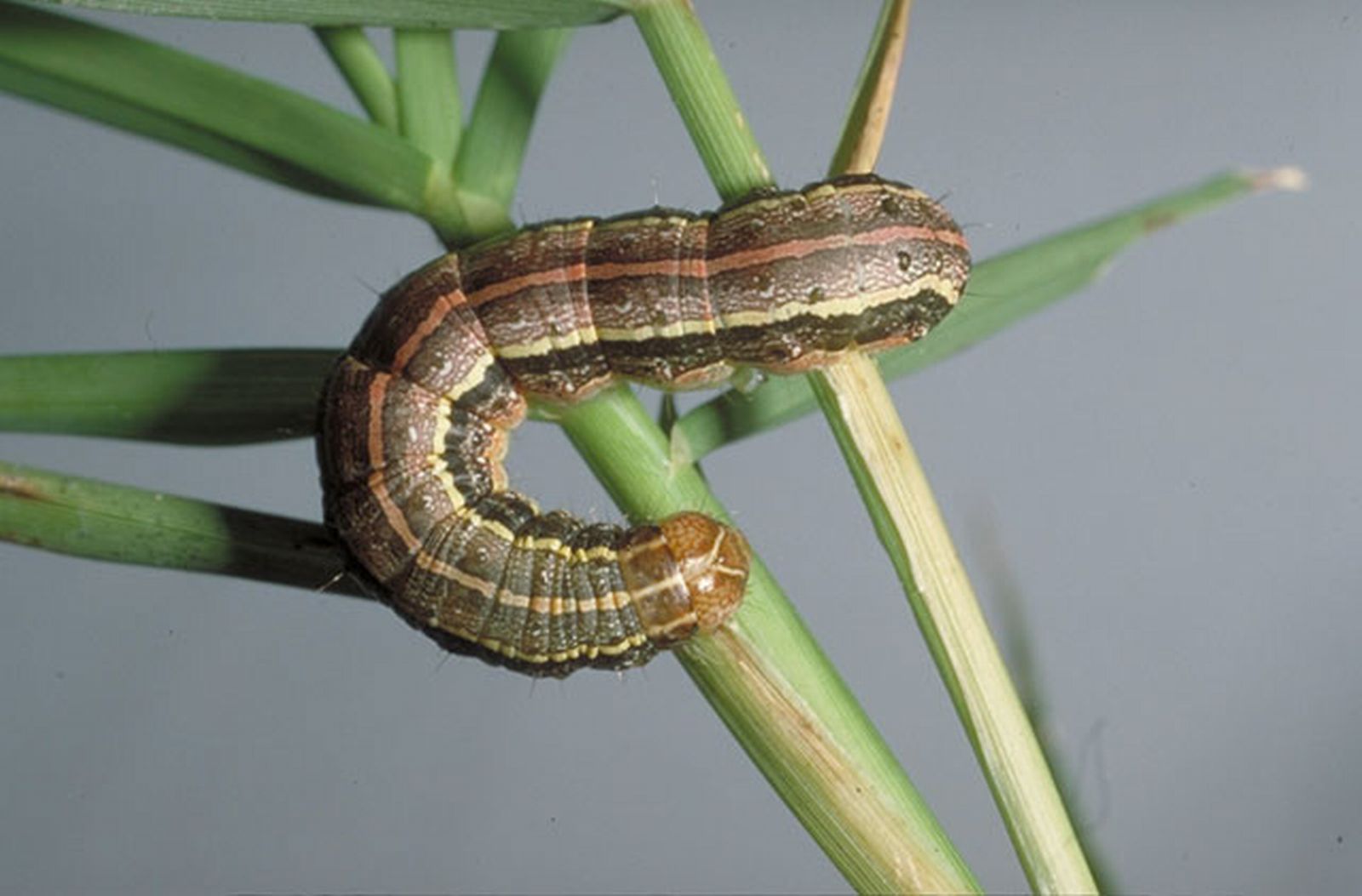 Recent Rainfall Events Cause Armyworms to Thrive by Dr. Mario A. Villarino, County Extension Agent for Agriculture and Natural Resources