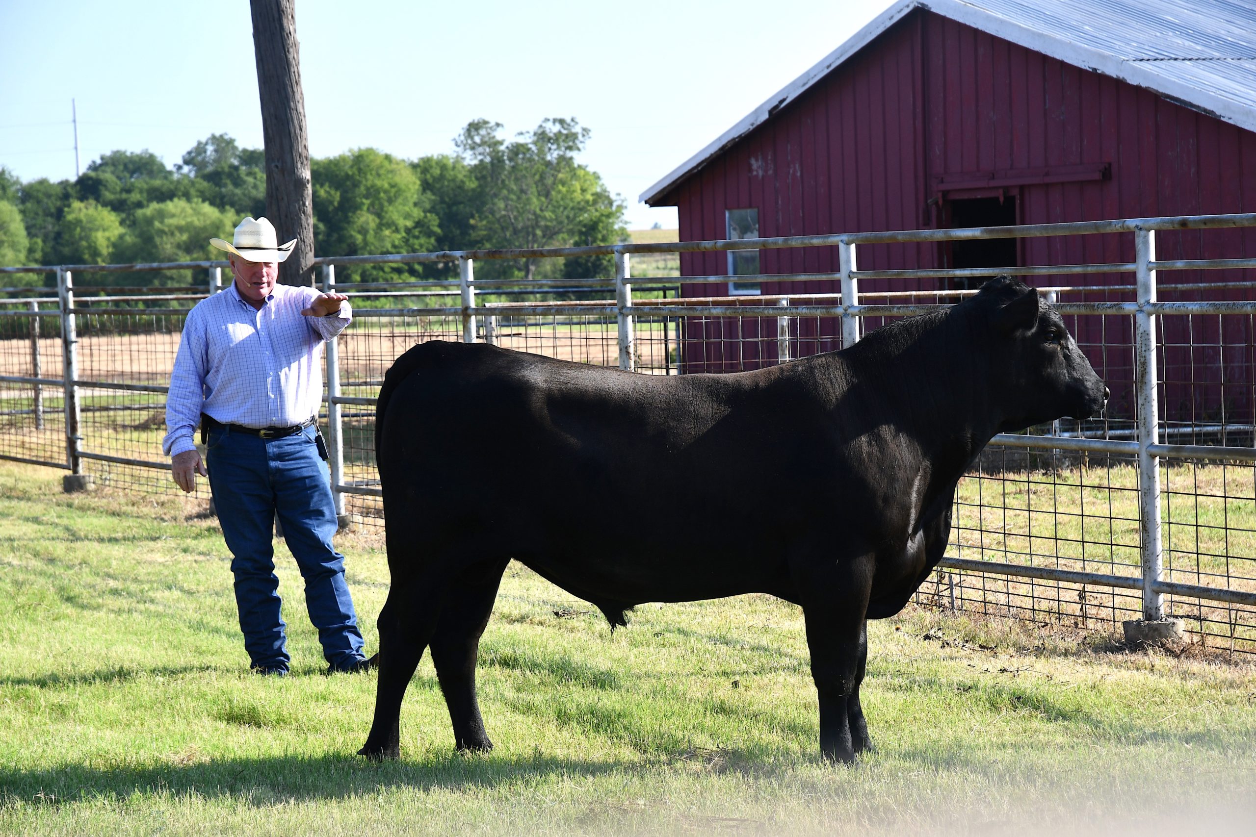 Keep an eye on the herd bull! by Dr. Mario A. Villarino, County Extension Agent for Agriculture and Natural Resources