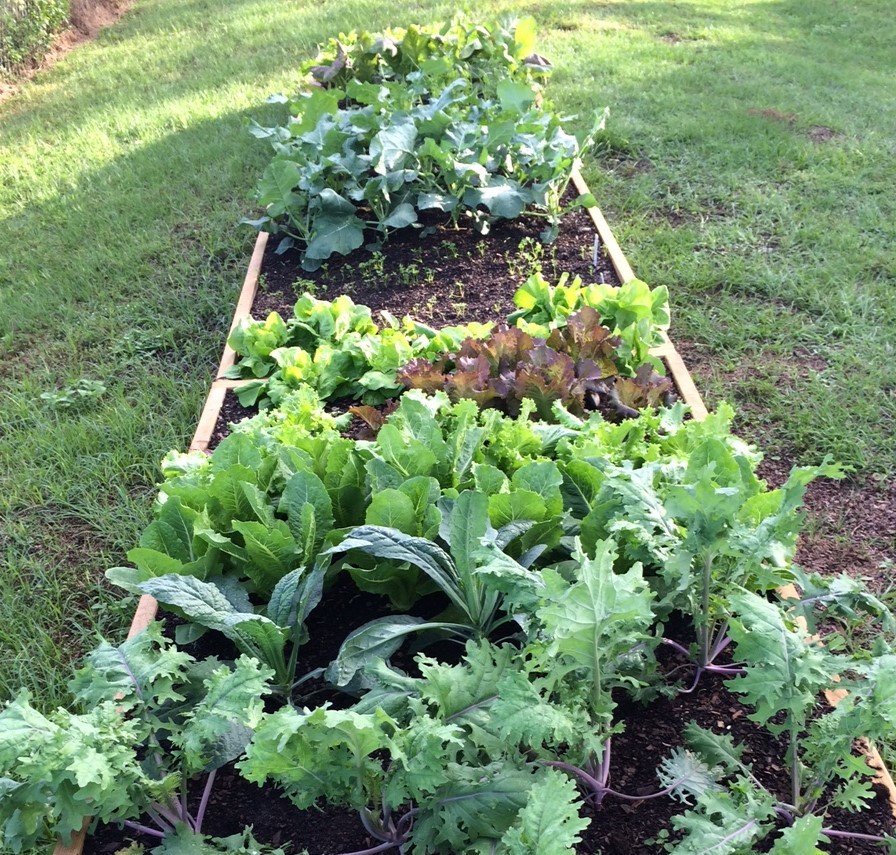 Growing a Fall Garden by Hopkins County Master Gardener Brenda Payne