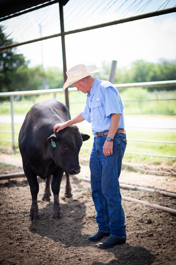 G5 cattle brings luxurious Wagyu beef to NE Texas