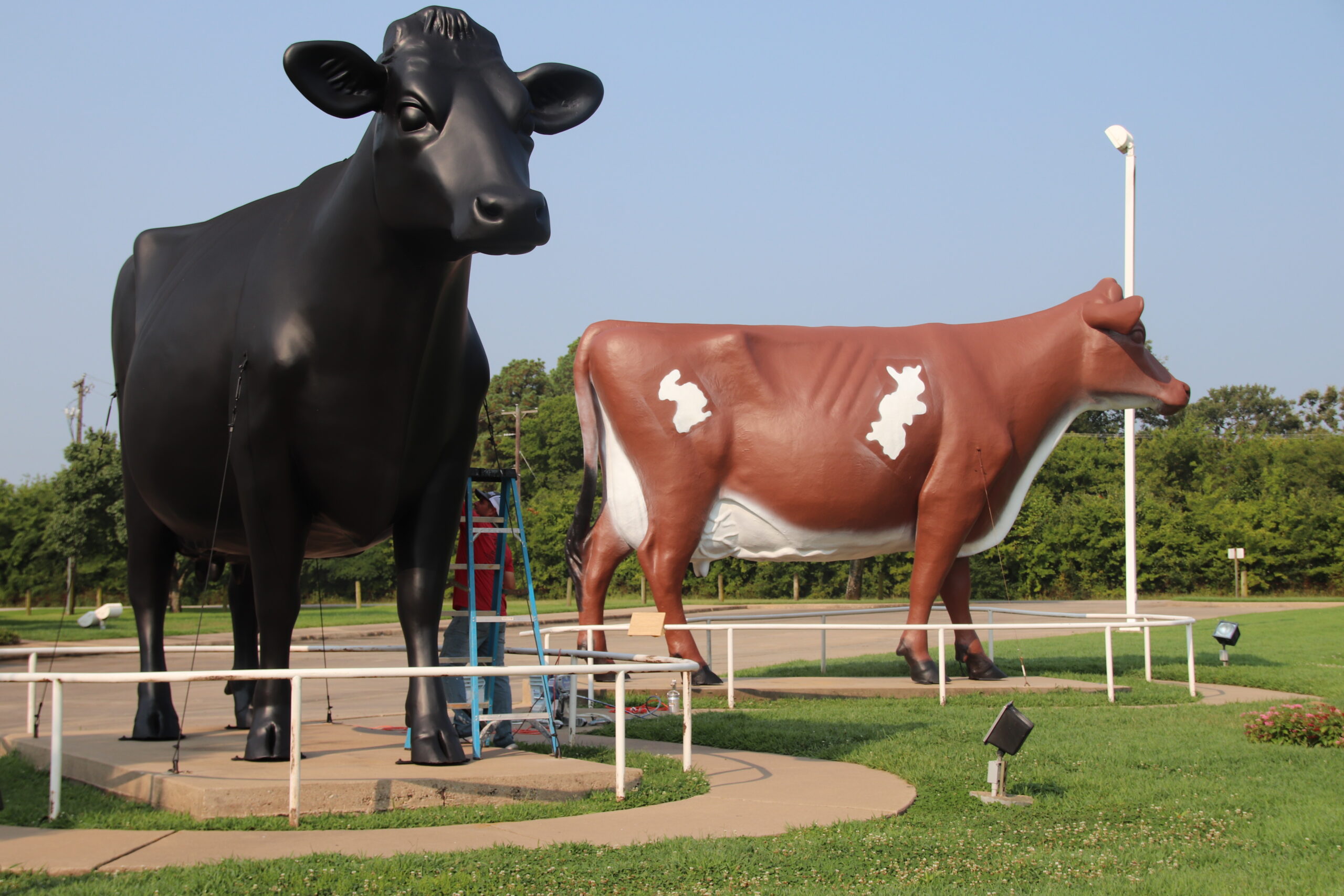 Dairy museum cows get new paint job
