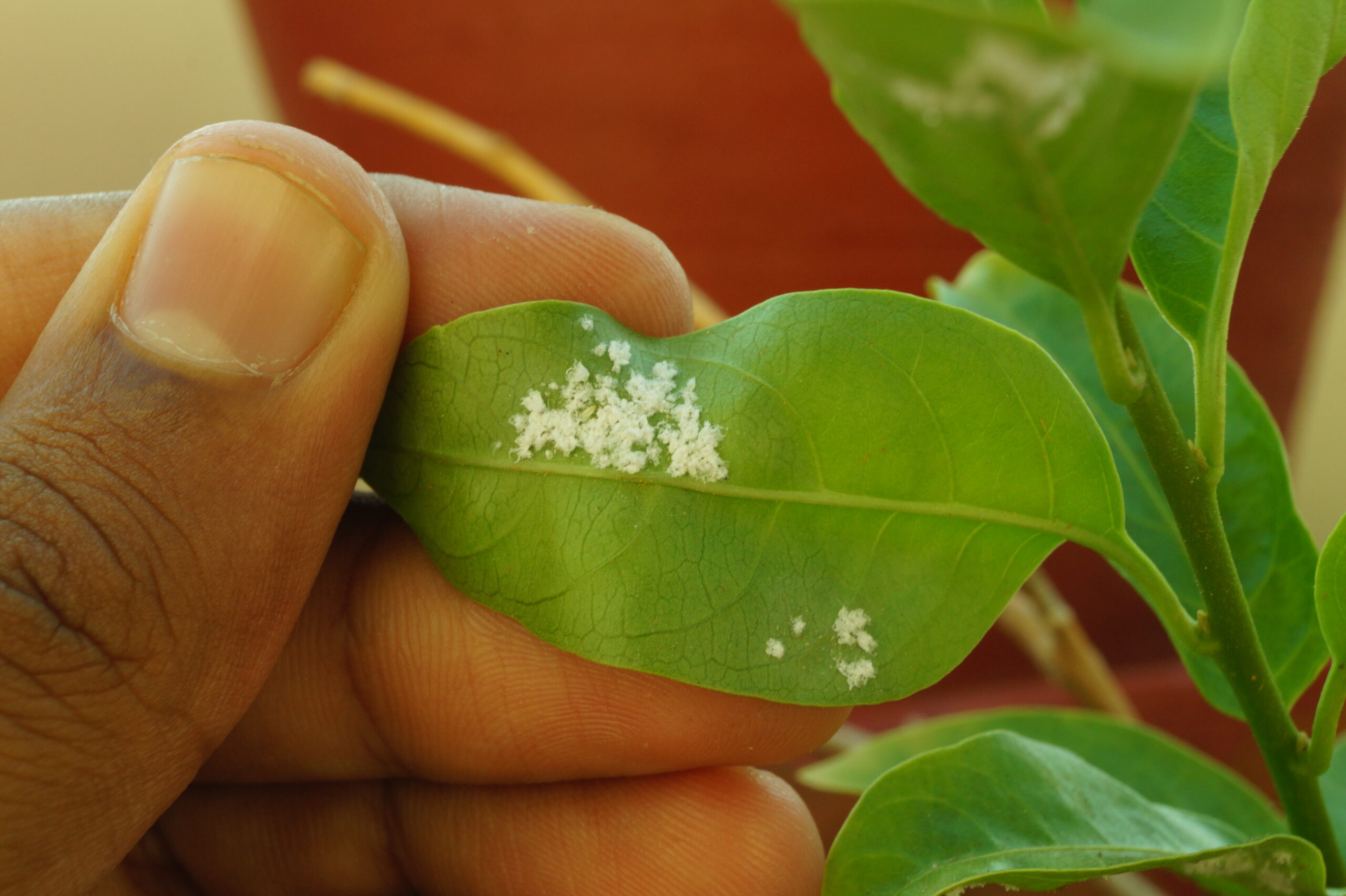Woolly aphid: persistent pest by Mario Villarino