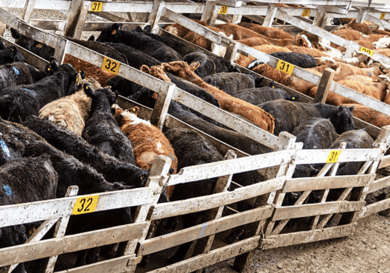 NETBIO to charge extra for heifers over 650lb