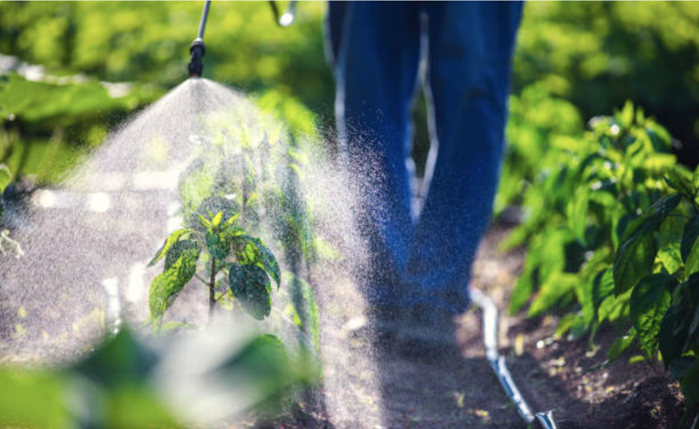 How to get a private pesticide applicator license by Mario Villarino