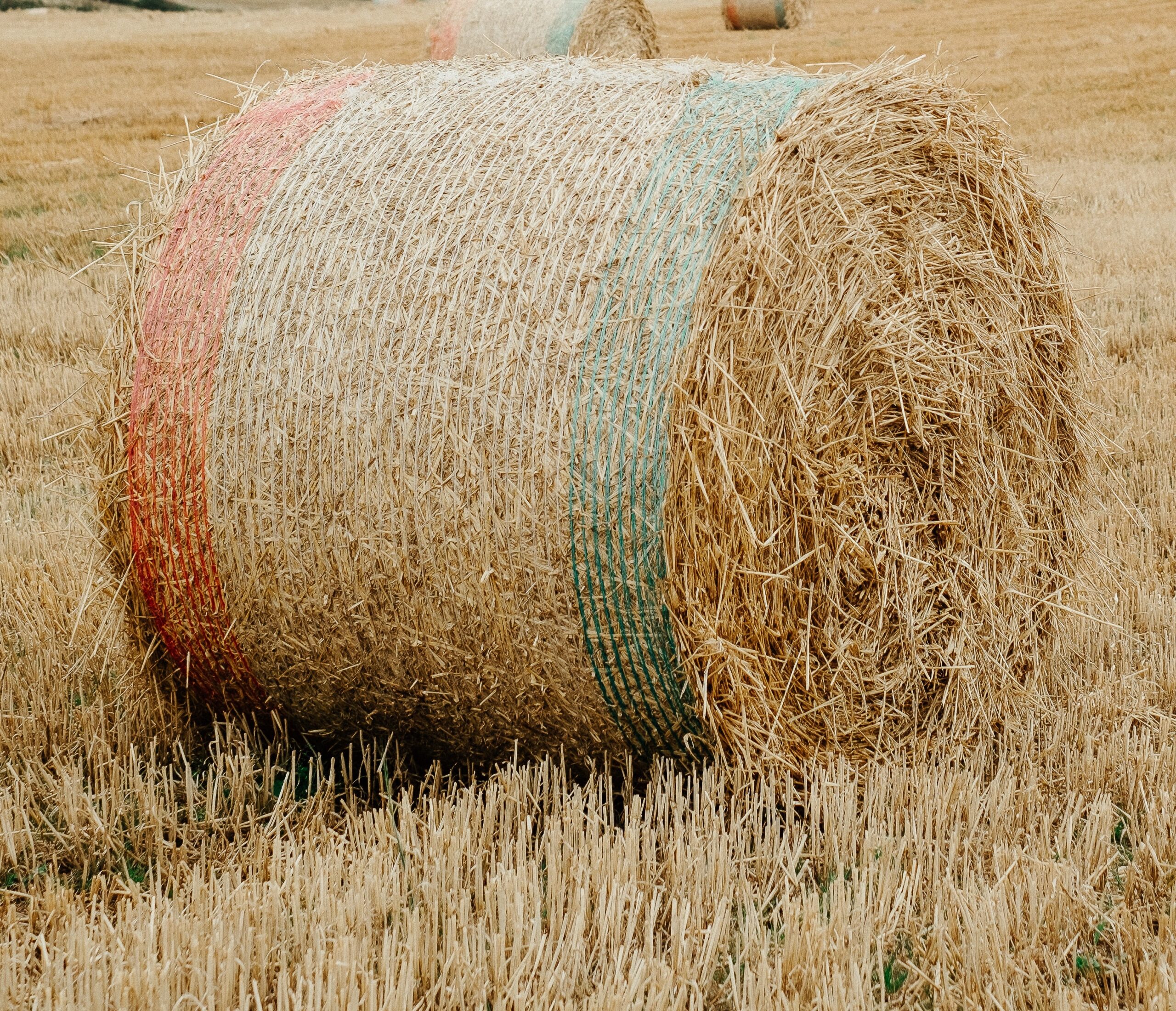 How to purchase the best hay by Mario Villarino