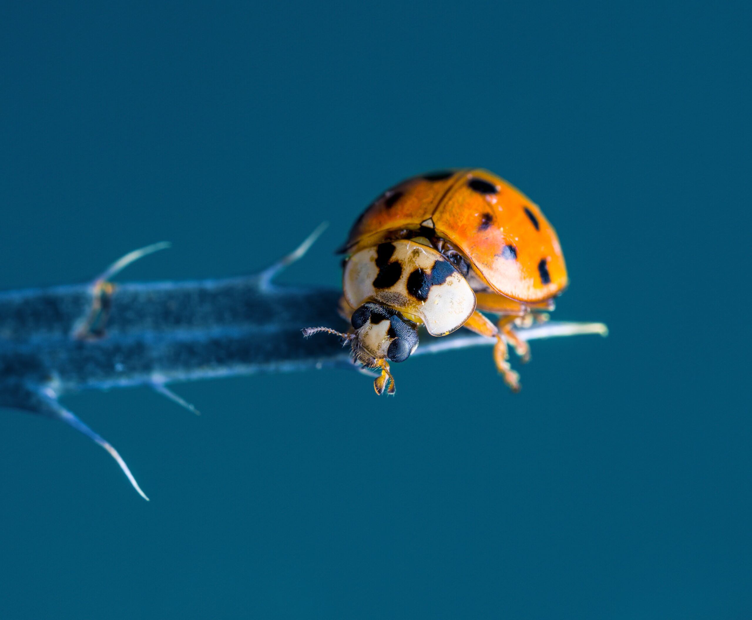 Lady beetle swamps Texas homes by Mario Villarino