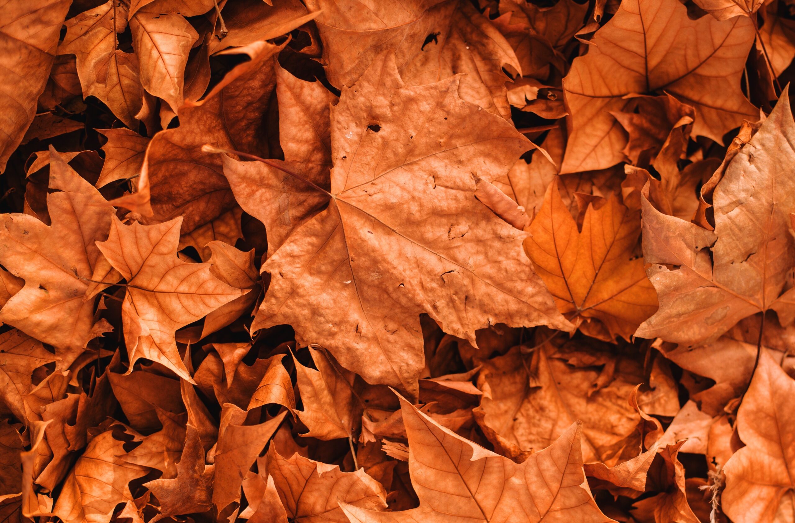 What makes fall leaves change colors? By Hopkins County Master Gardeners