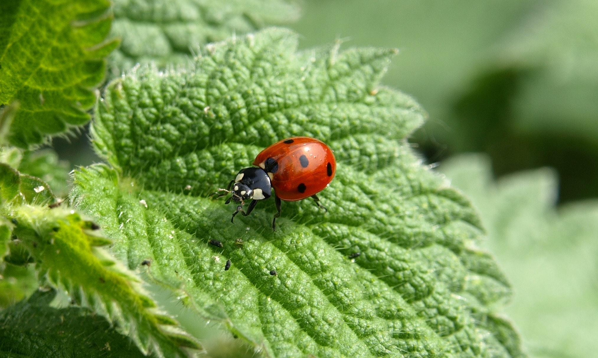 Ladybug FYI from Hopkins Master Gardeners