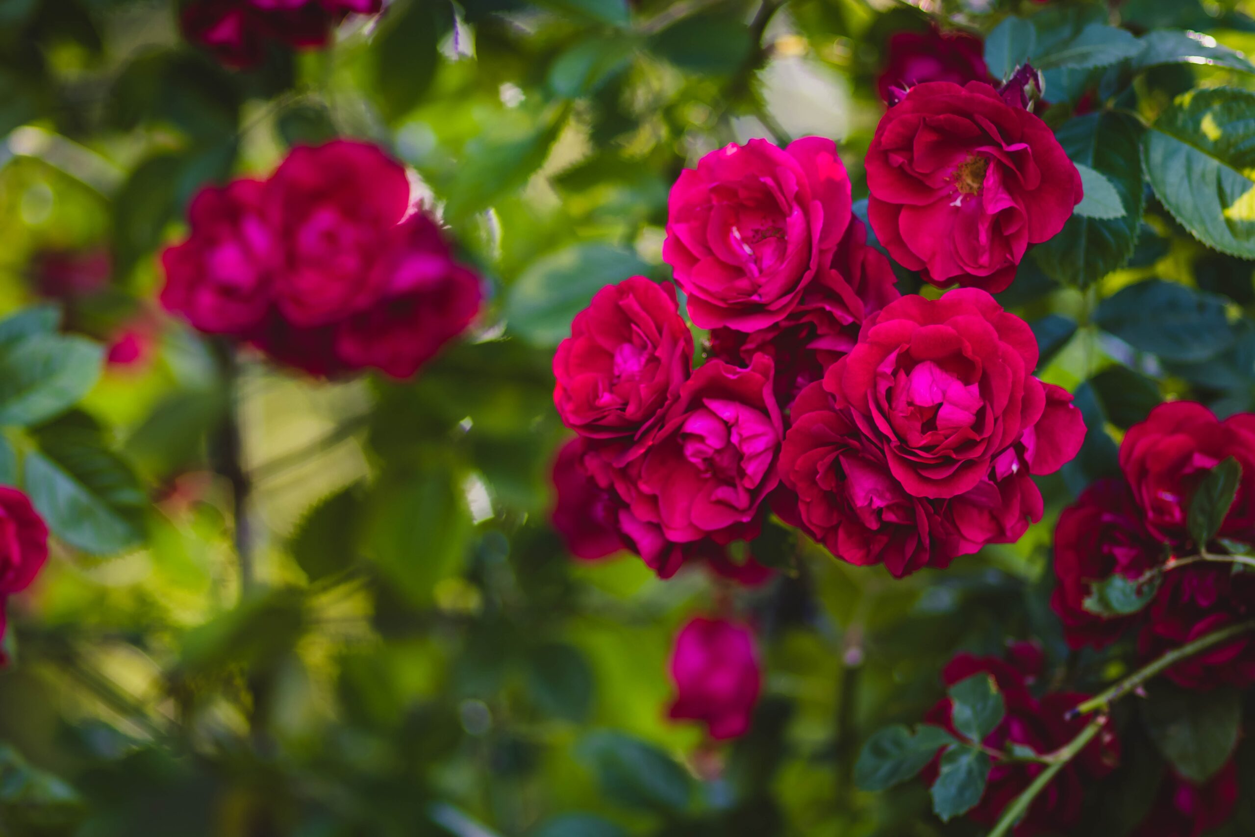 Roses: their care and upkeep by Mario Villarino