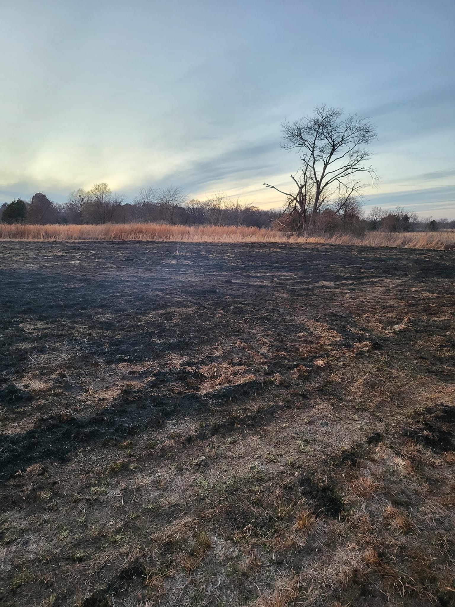 Freeze makes grass susceptible to fire by Mario Villarino