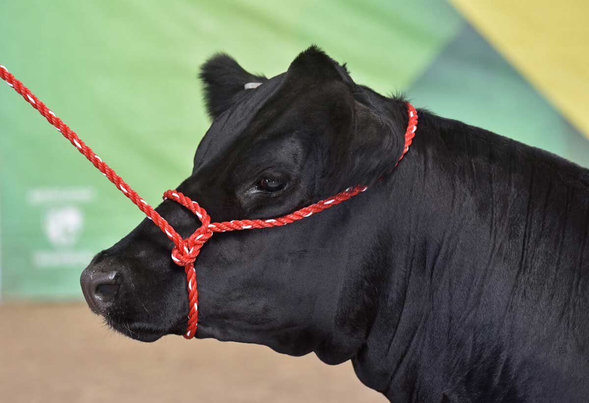 Tying the ideal halter by AgriLife’s Brad Johnson