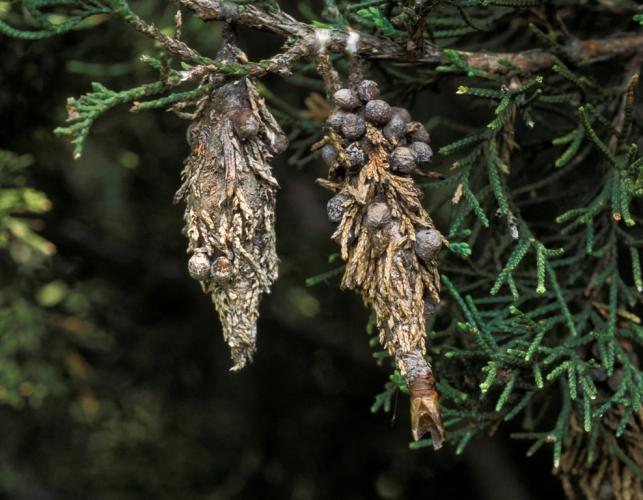 How to eliminate bagworm, a North Texas menace by Mario Villarino