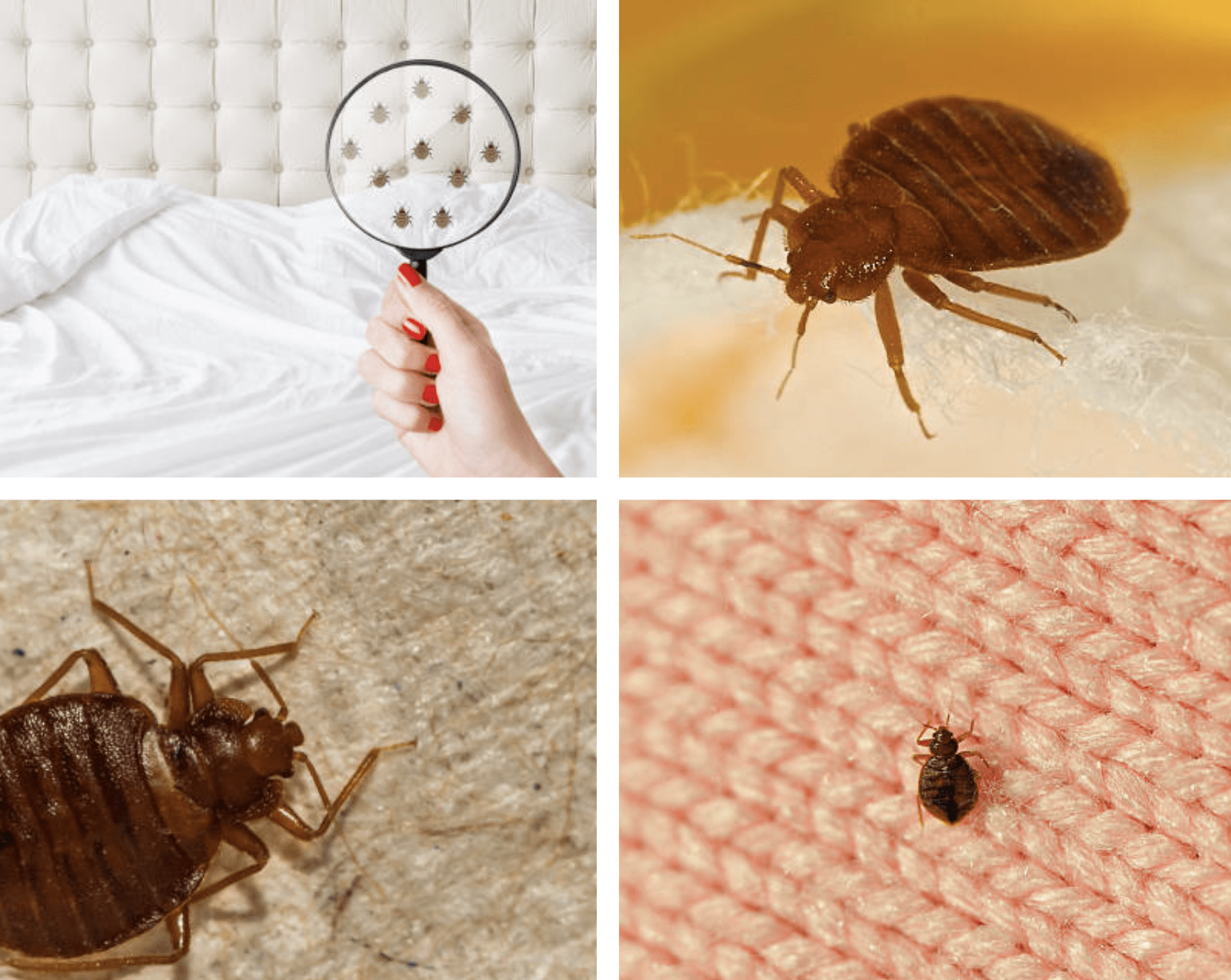 Bed bugs reported in Hopkins and what to do by Mario Villarino