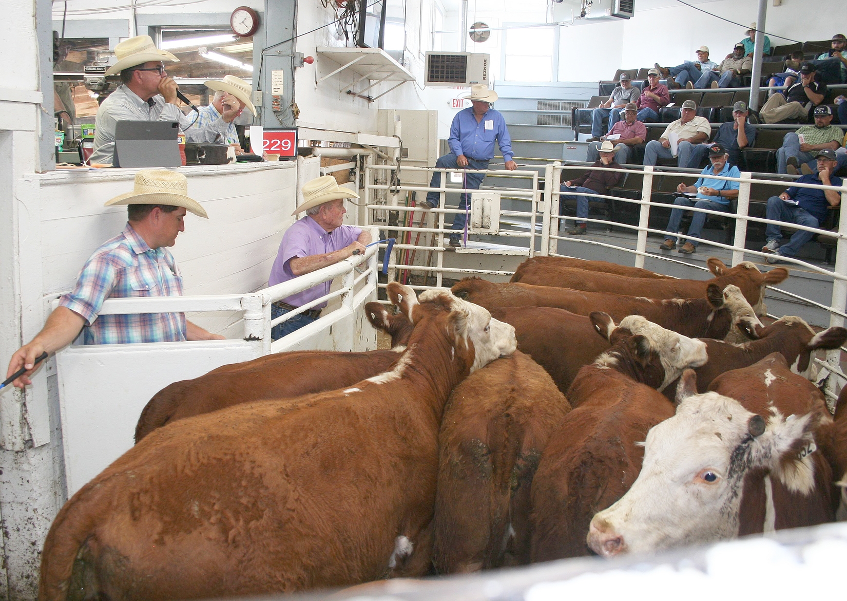 NETBIO nears 6k cattle sales during May event