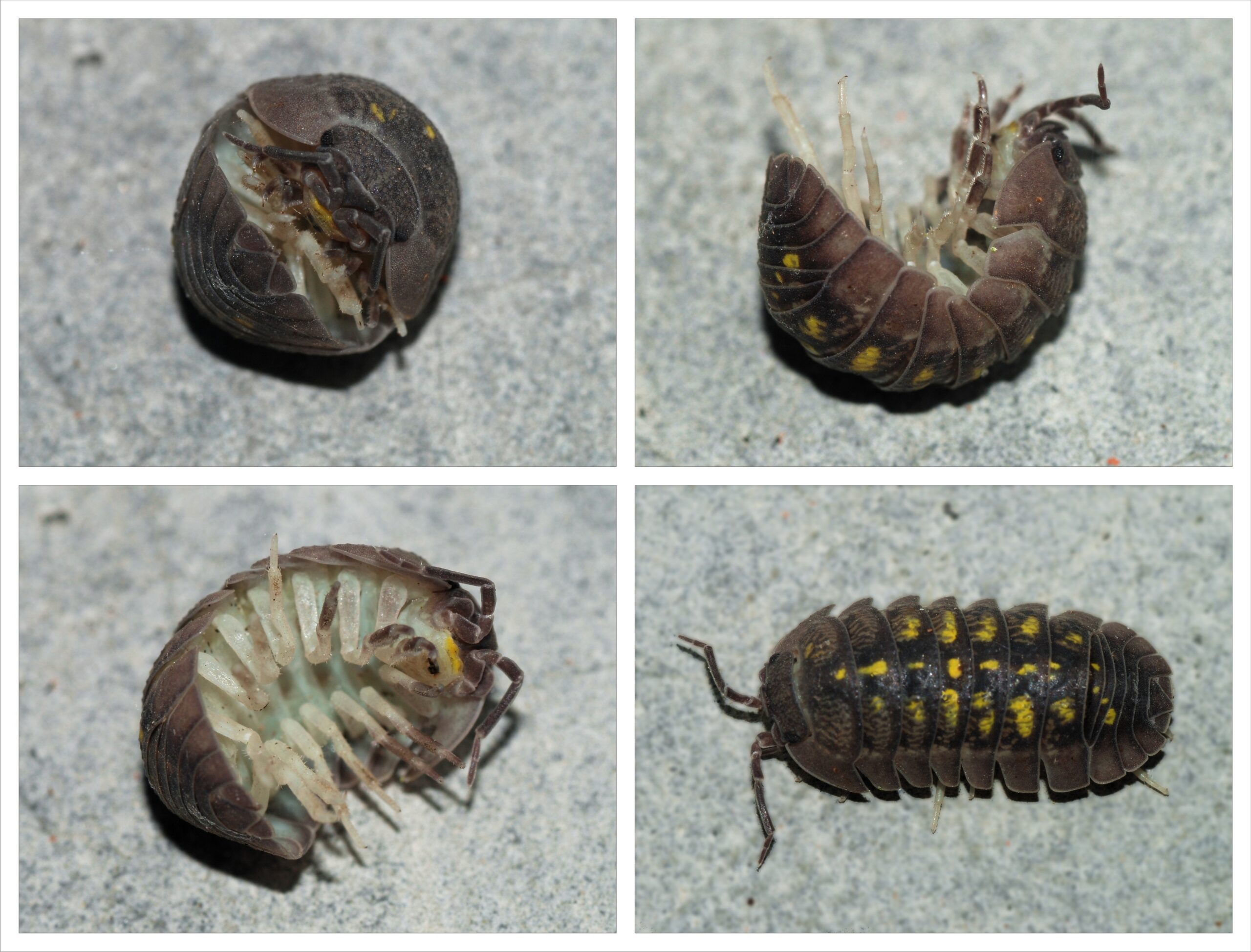 roly poly experiment