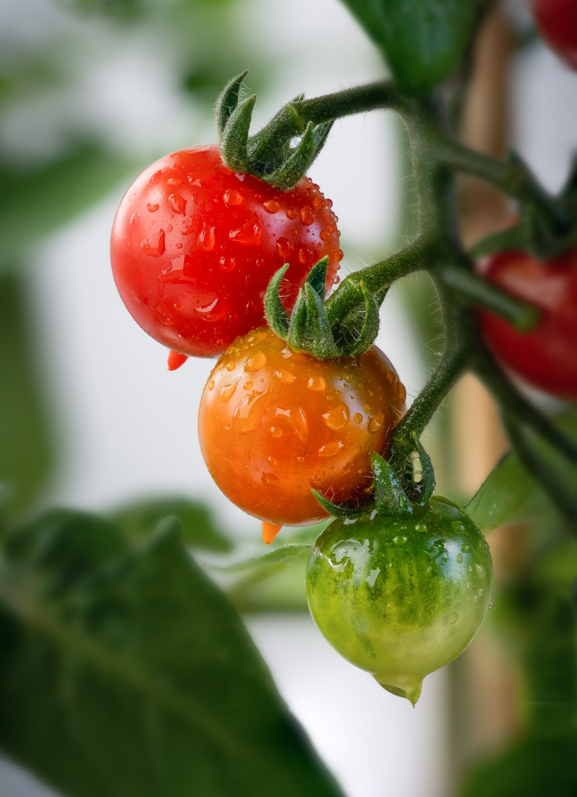 Even more tomato FAQ by Mario Villarino