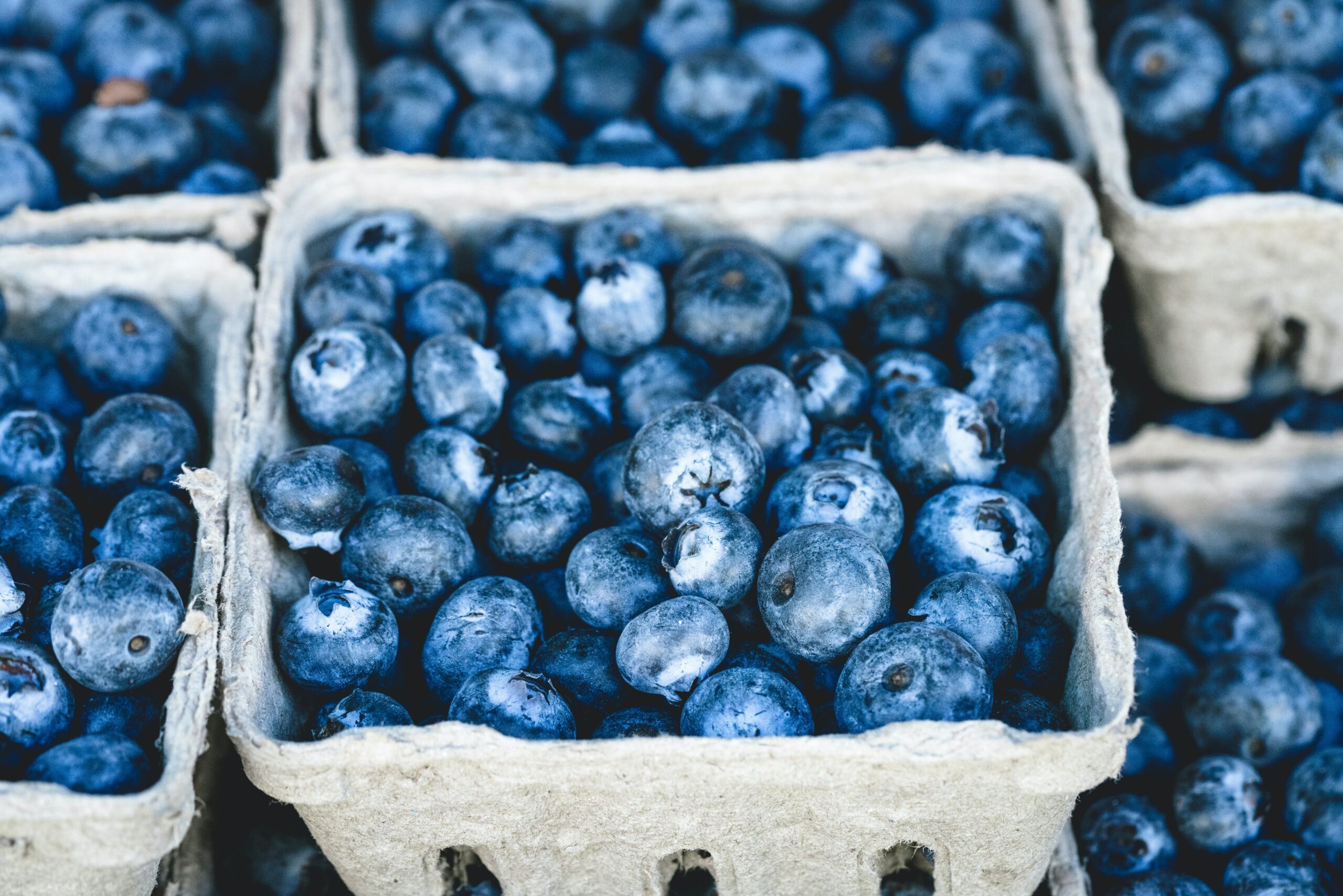Blueberry basics with Brad Johnson