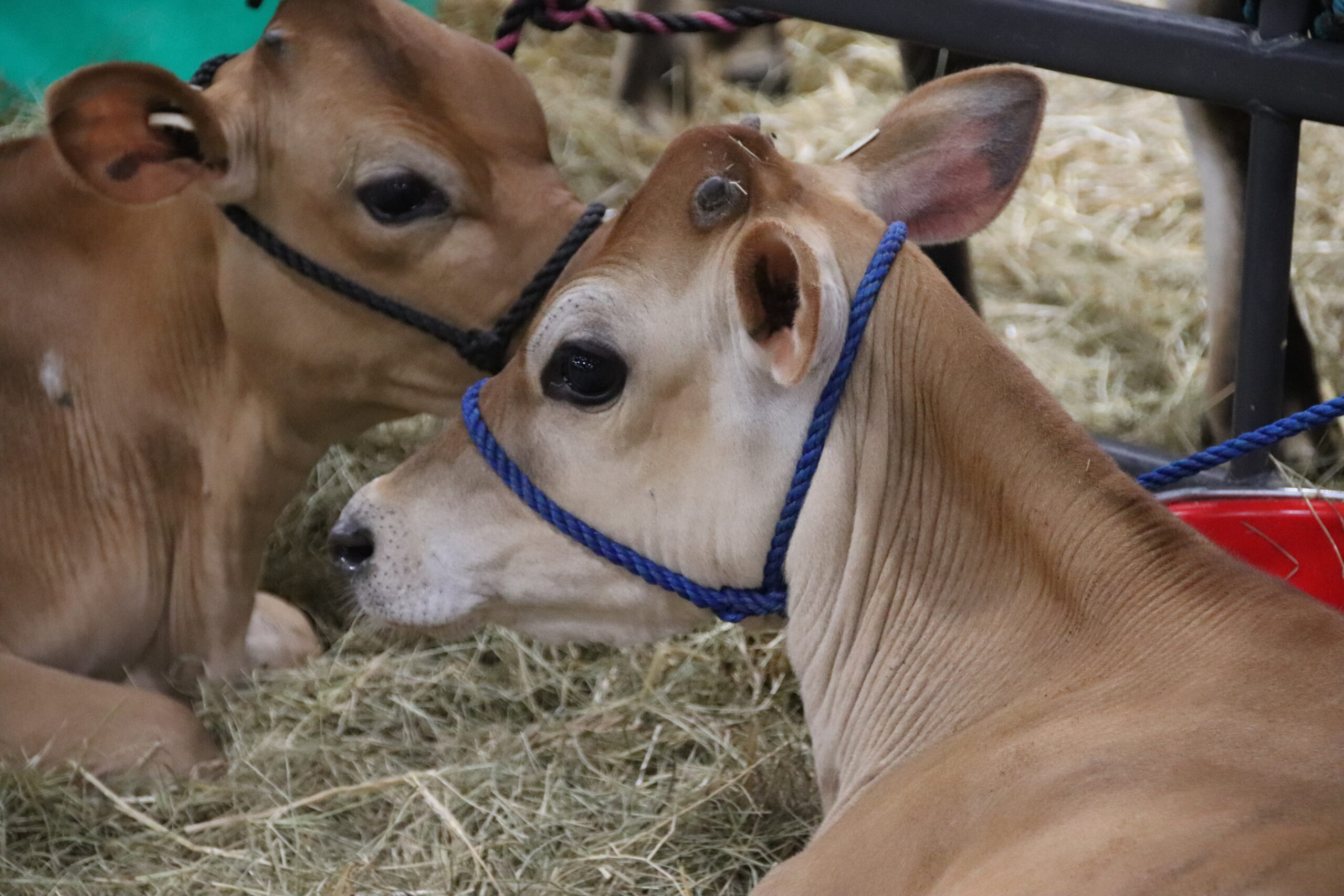 How did livestock breeds get domesticated? by Mario Villarino