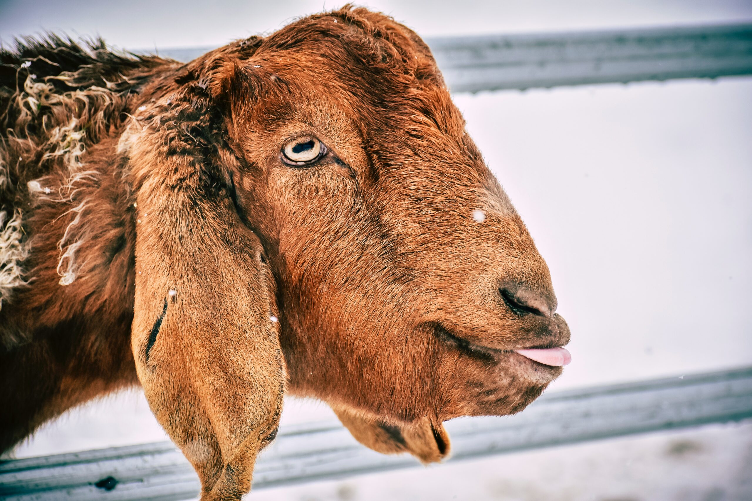 Parasite Control in Goats by Mario Villarino