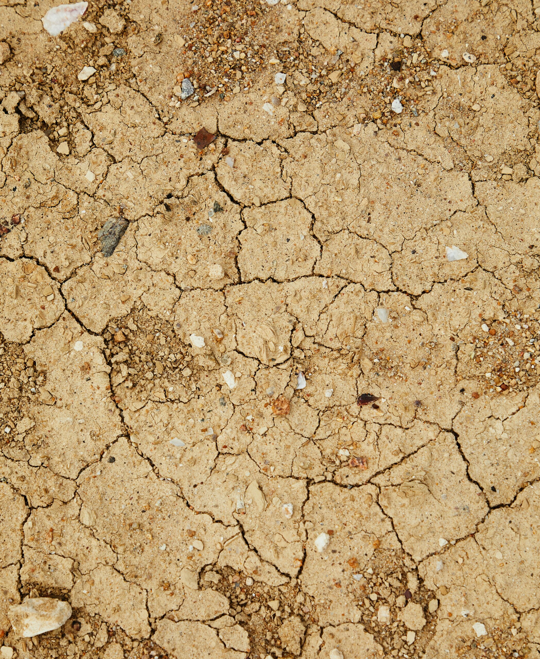 How drought affects livestock feeding by Mario Villarino