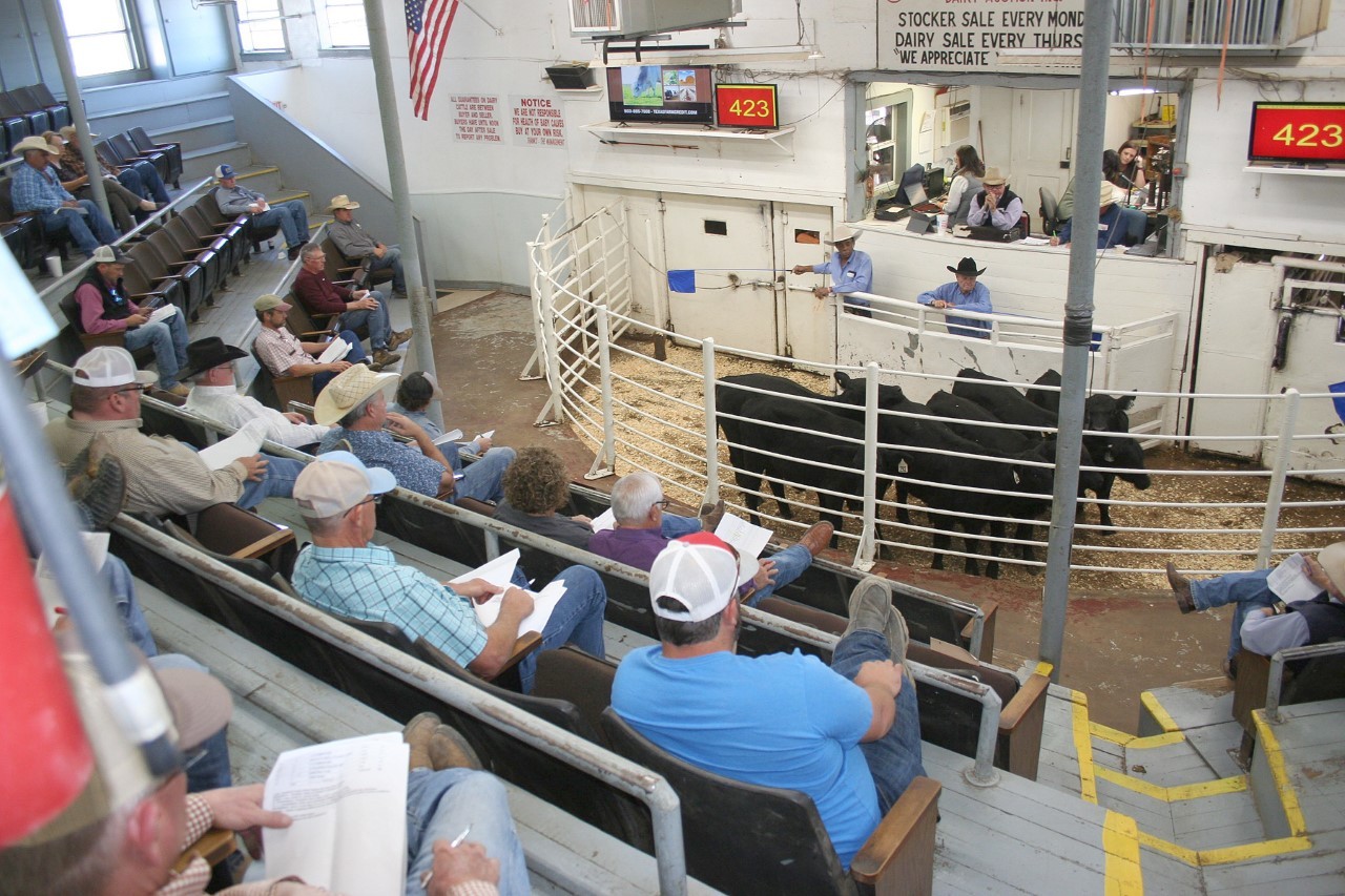 NETBIO moves 3,300 cattle during October sale