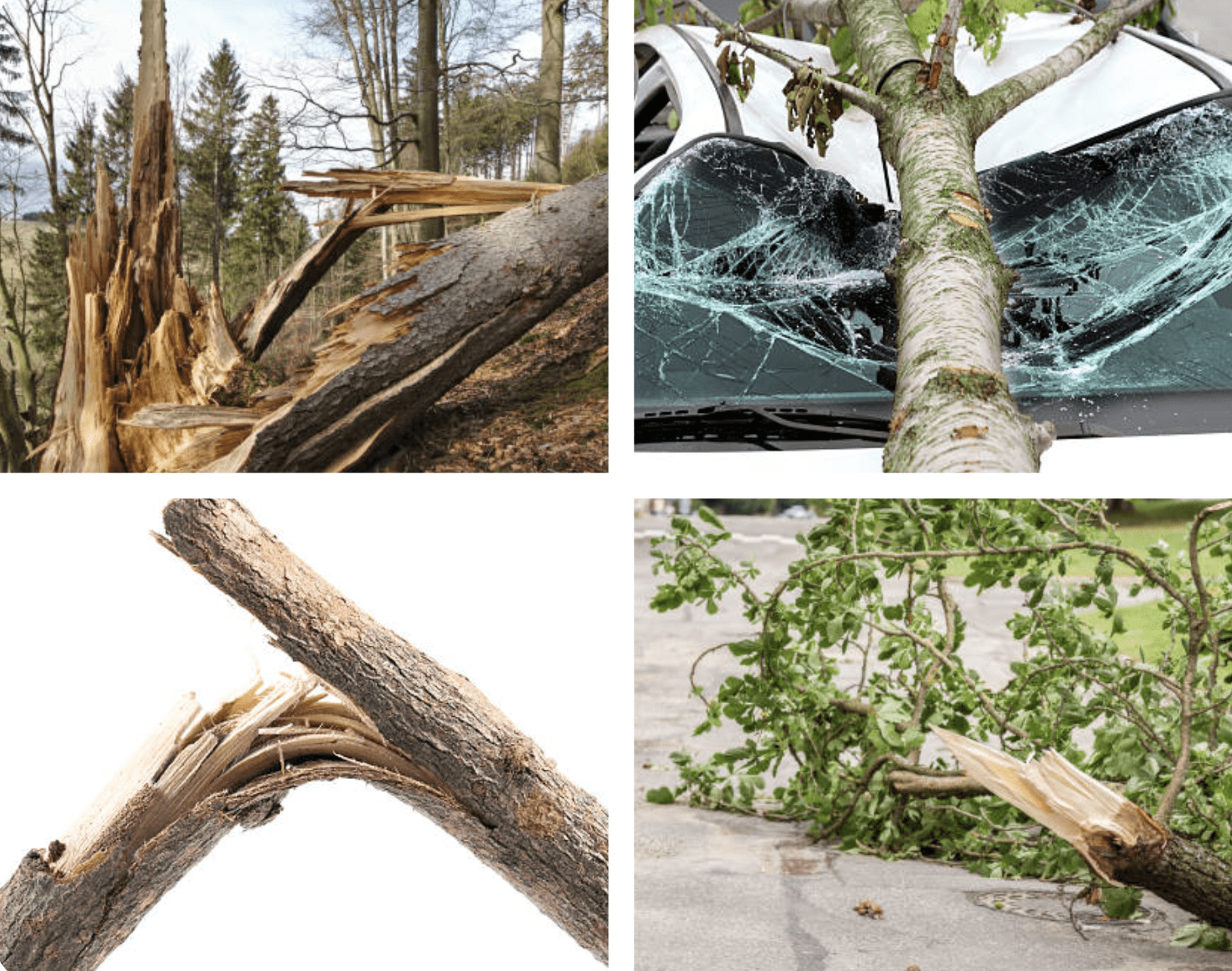 How to save storm-damaged trees by AgriLife’s Mario Villarino
