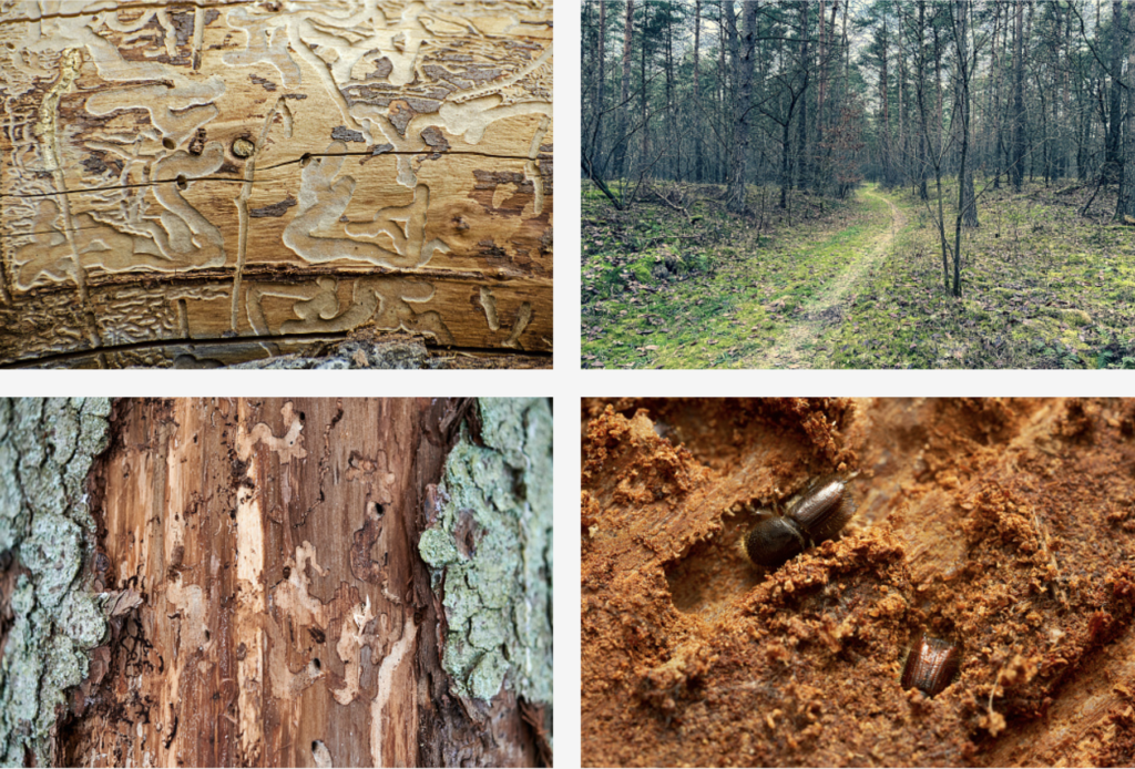 The pine bark beetle and how to tame it by AgriLife's Mario Villarino - frontporchnewstexas.com