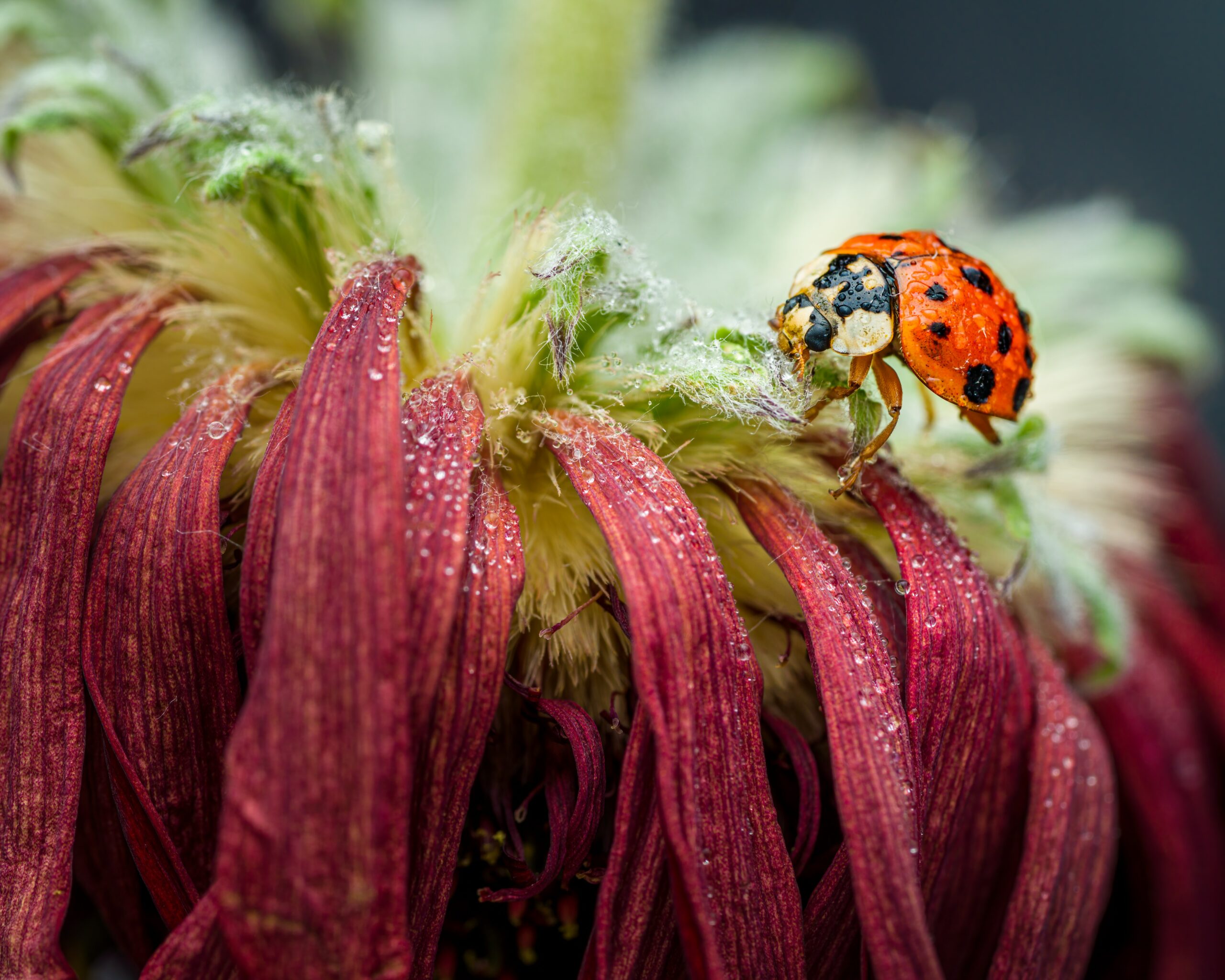 Ladybug vs. Asian beetle and how to get rid of them by AgriLife’s Mario Villarino