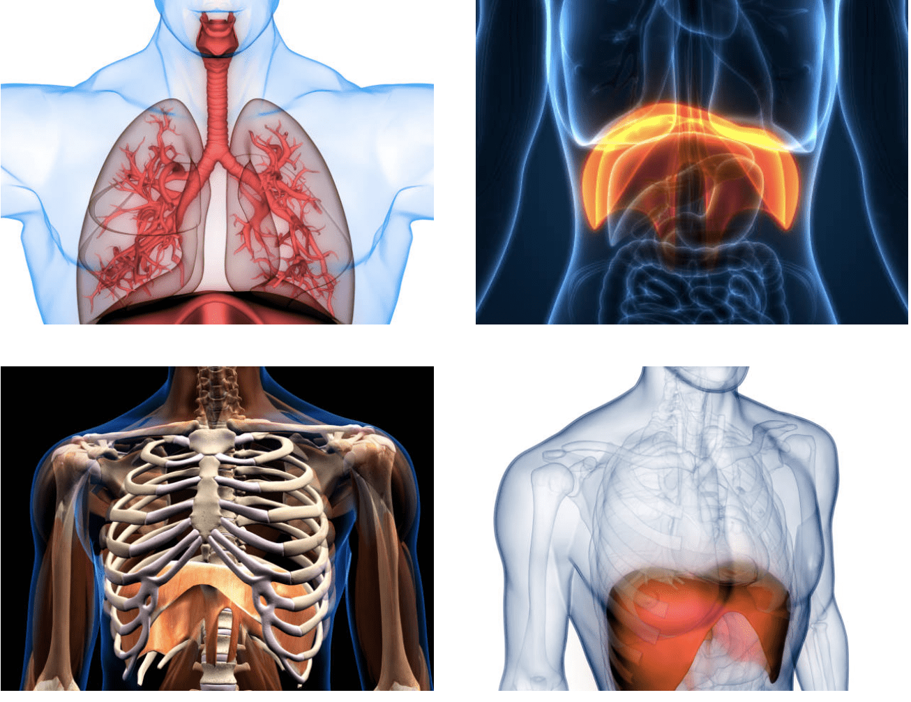 The Diaphragm: An underrated Core Muscle by Dr. Hailey Jackson