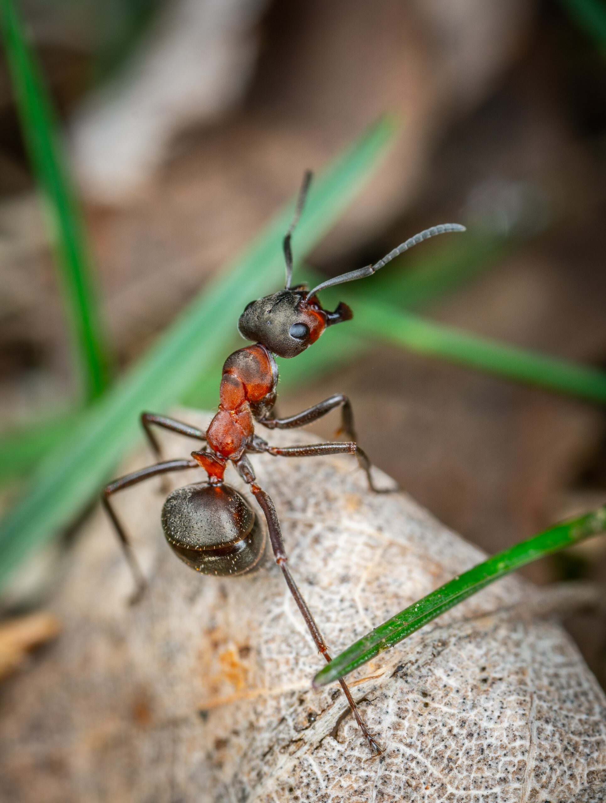 Troubleshooting fire ant problems by AgriLife’s Mario Villarino