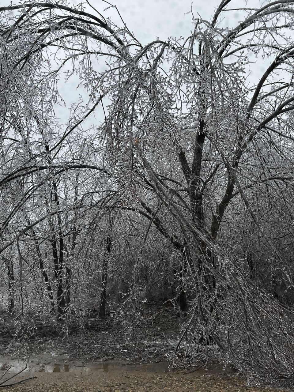 Assessing Tree Damage after the 2023 Ice Storm by AgriLife’s Mario Villarino