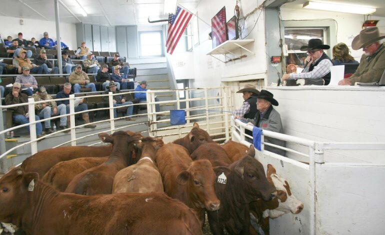Cattle sale price, volume continues to climb at NETBIO March 2023 sale
