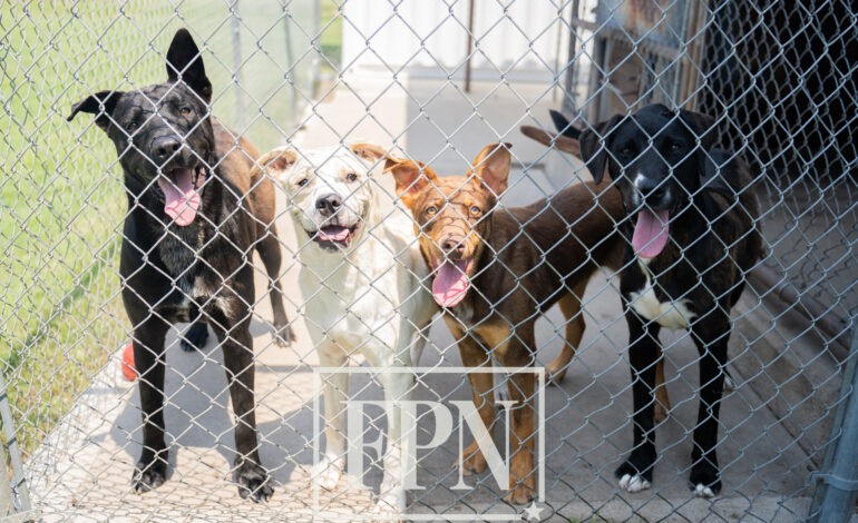Sulphur Springs Animal Shelter: Dogs Need Homes