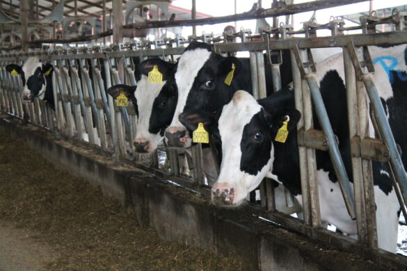 Hopkins County holsteins ready for milking/ Taylor Nye